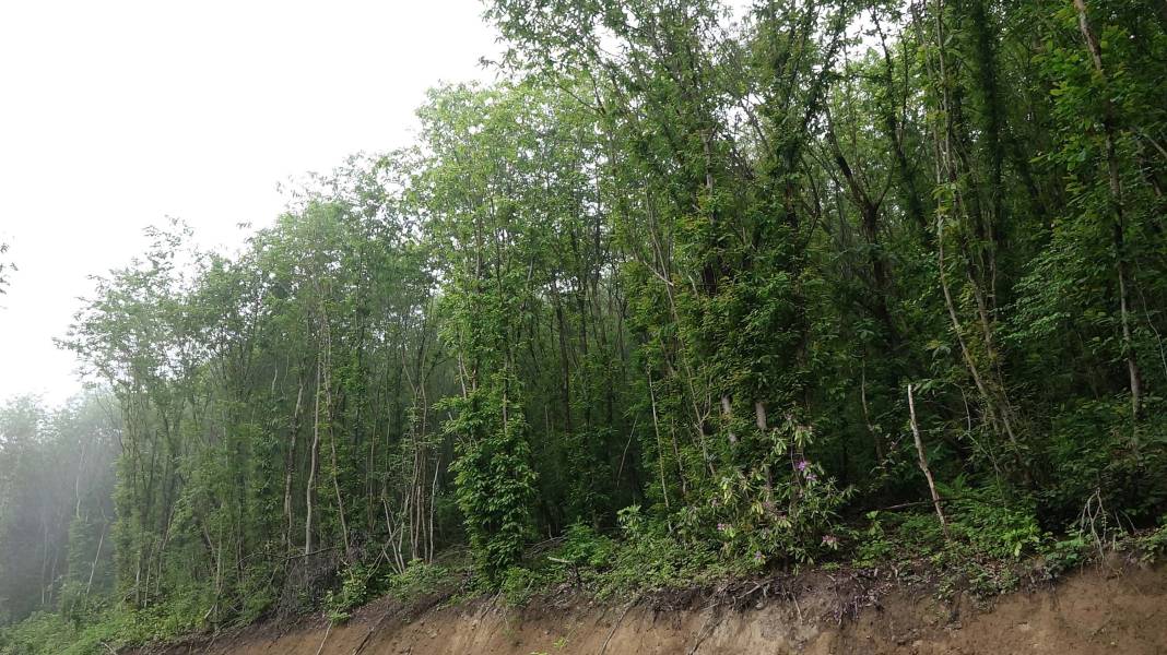 Karadeniz'de 'katil arı' alarmı: İki yılda ormanları istila etti! 19