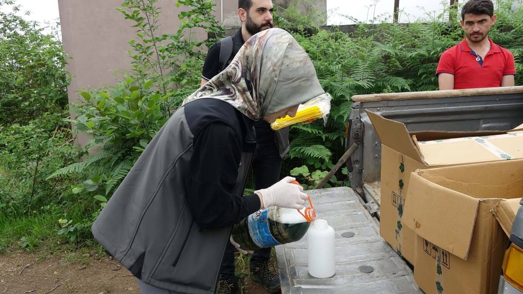 Karadeniz'de 'katil arı' alarmı: İki yılda ormanları istila etti! 9