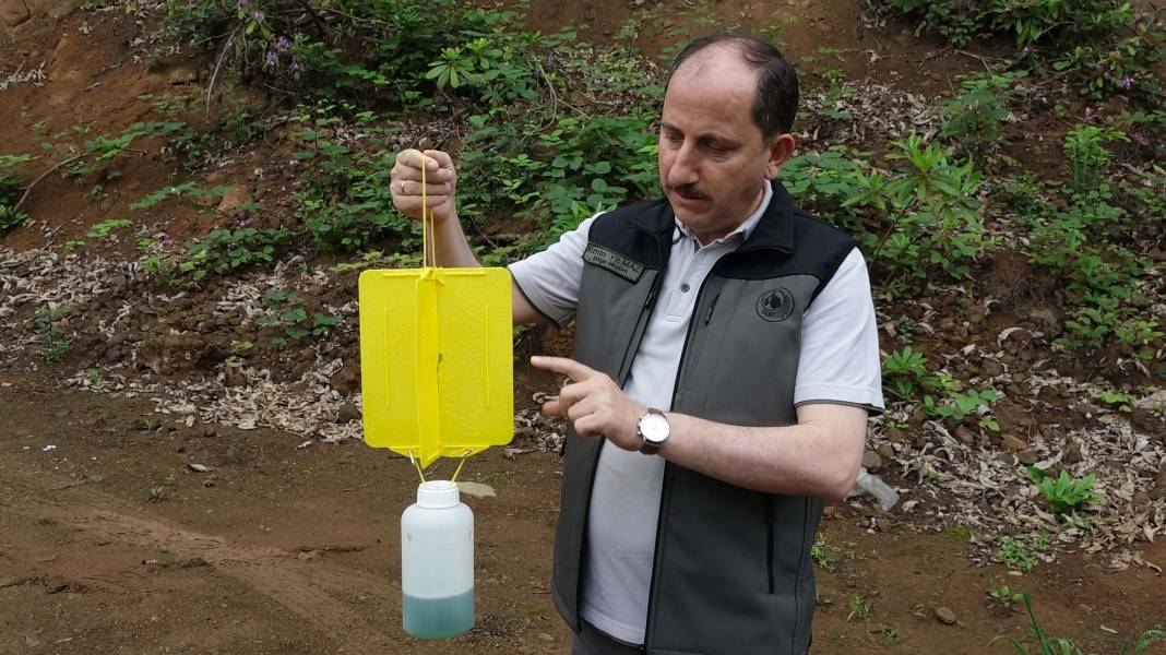 Karadeniz'de 'katil arı' alarmı: İki yılda ormanları istila etti! 18