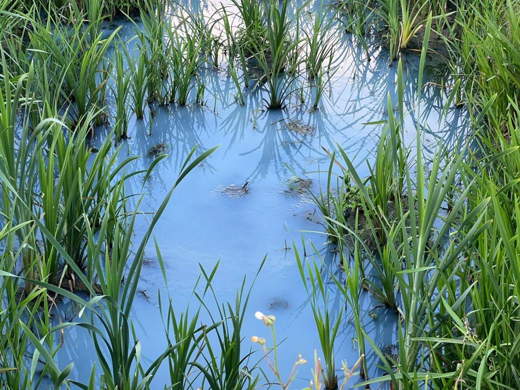İstanbul’da tedirgin eden görüntü: Artık masmavi! 5