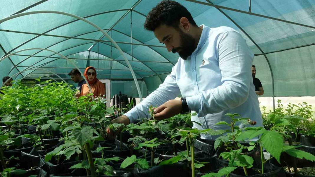 Bu yöntem ile üretim katlanarak arttı! Dünyada ilk kez denendi 1