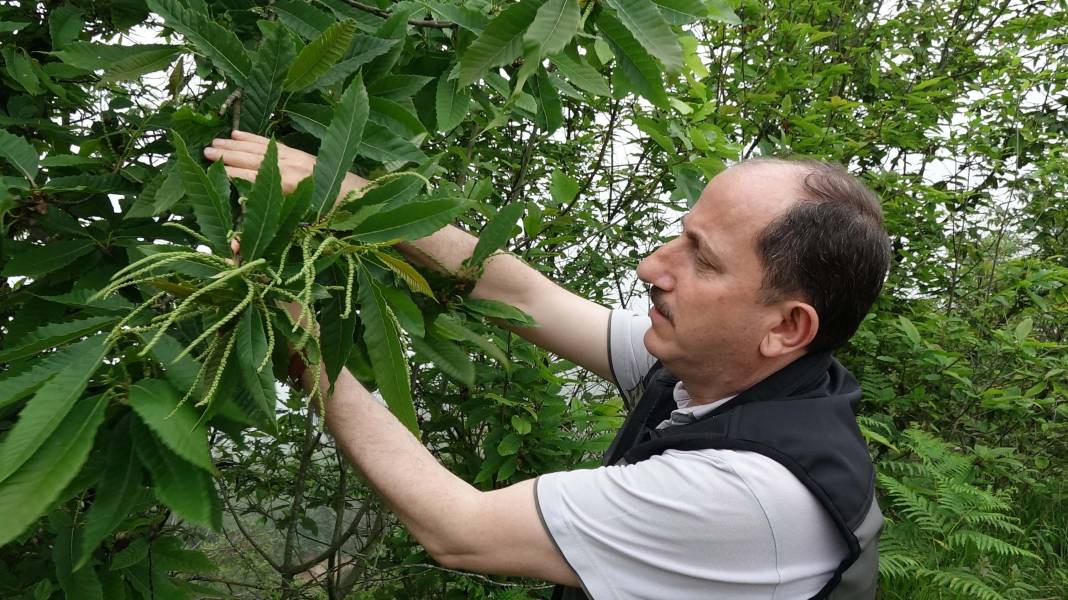 Karadeniz'de 'katil arı' alarmı: İki yılda ormanları istila etti! 16
