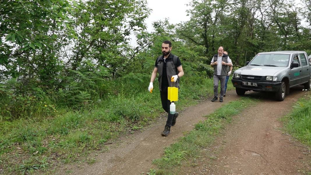 Karadeniz'de 'katil arı' alarmı: İki yılda ormanları istila etti! 1