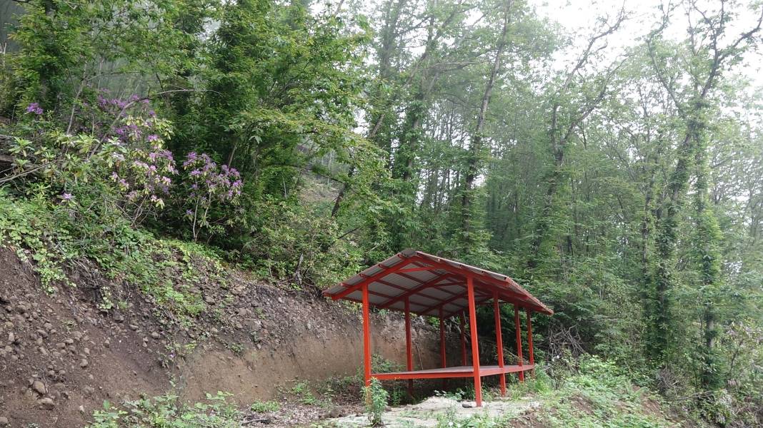 Karadeniz'de 'katil arı' alarmı: İki yılda ormanları istila etti! 15