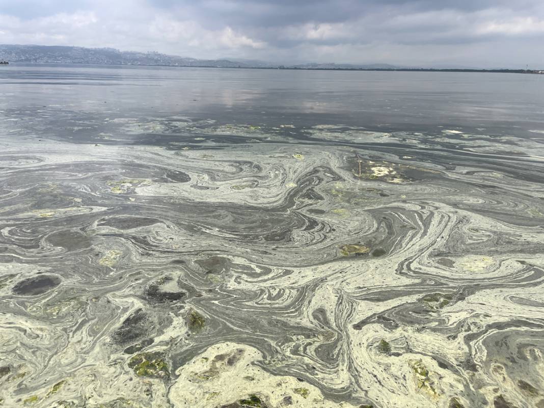 Sarı yeşil tabaka endişe saçtı: İnceleme sonucu gerçeği ortaya koydu 2