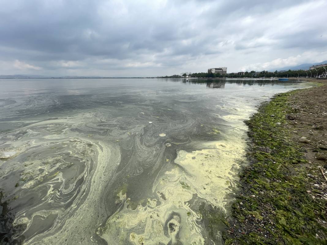 Sarı yeşil tabaka endişe saçtı: İnceleme sonucu gerçeği ortaya koydu 1