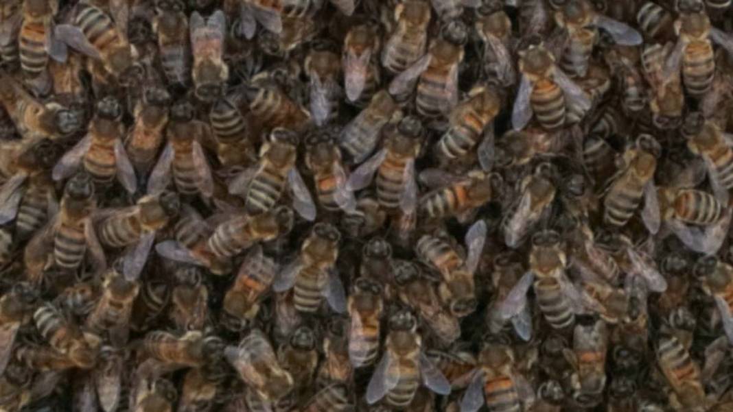 İstanbul'da arı kabusu: Bunu görmek şaşırtıcı ama... 7