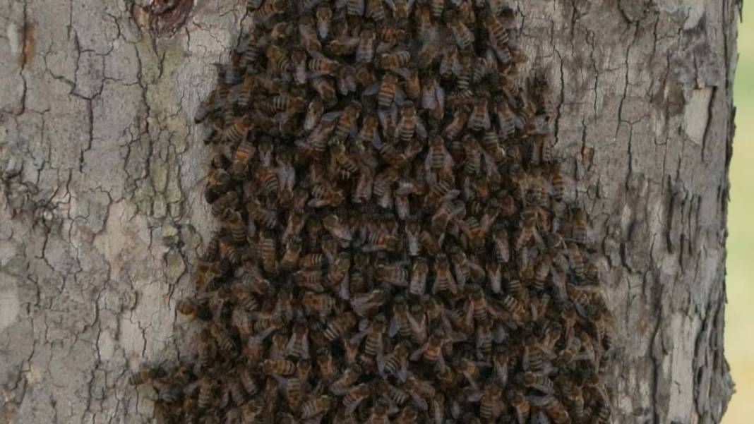 İstanbul'da arı kabusu: Bunu görmek şaşırtıcı ama... 5