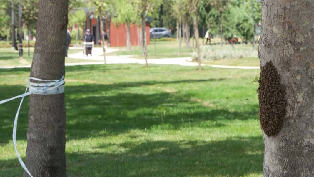 İstanbul'da arı kabusu: Bunu görmek şaşırtıcı ama... 4
