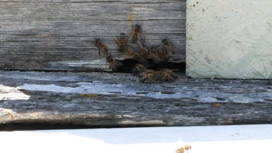 İstanbul'da arı kabusu: Bunu görmek şaşırtıcı ama... 1