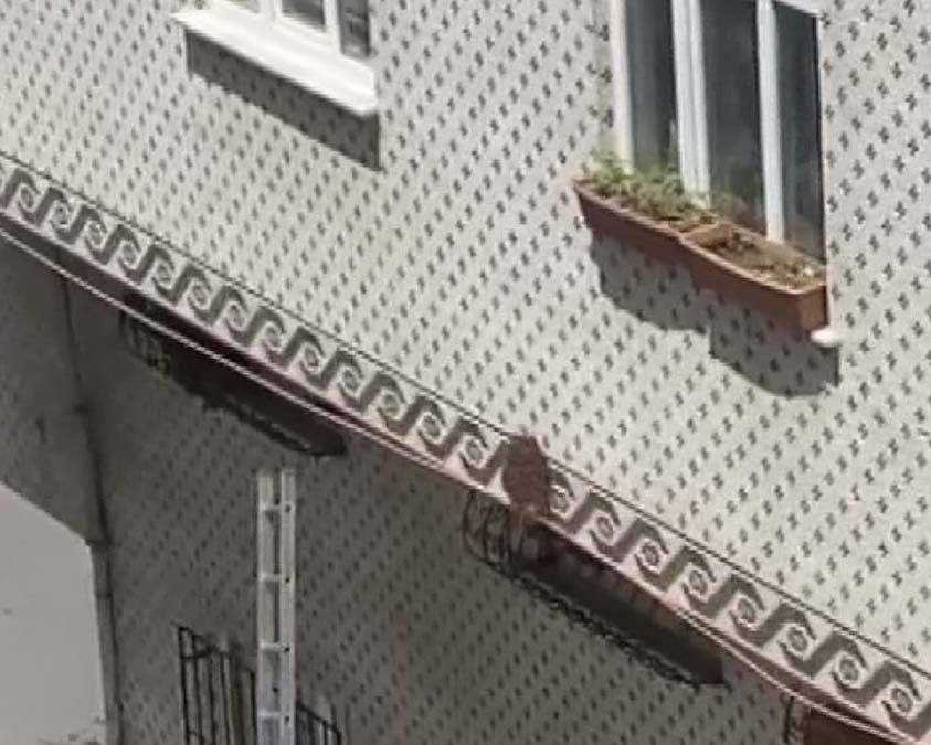 İstanbul'da arı kabusu: Bunu görmek şaşırtıcı ama... 2