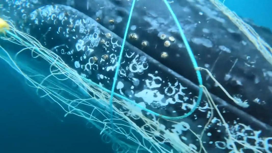 Denizin dibinde ağlarla boğuştu! 5