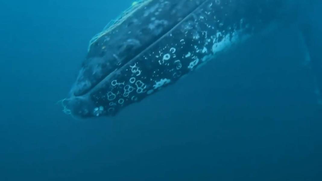 Denizin dibinde ağlarla boğuştu! 4