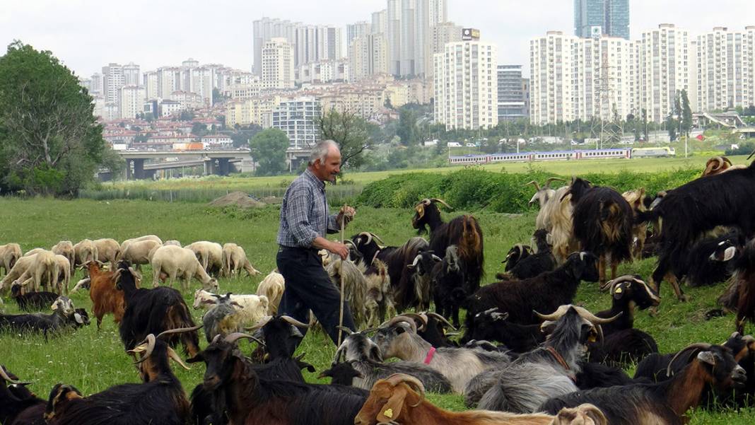 Burasi istanbul. Стамбул Авджылар.