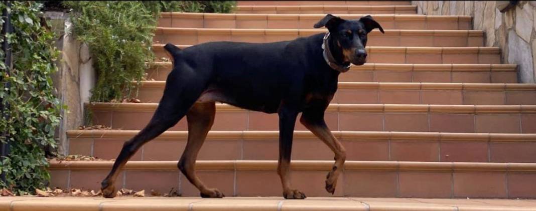 Bakan Şimşek'in hocası Berzeg'i arama çalışmalarında 14. gün: JÖAK ekibi ve kadavra köpekleri de dahil oldu 10