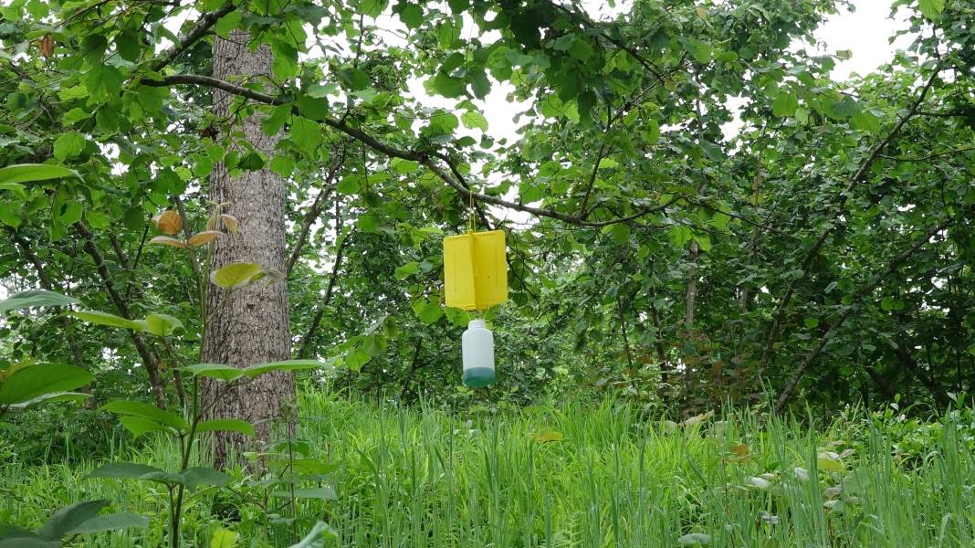 Karadeniz'de 'katil arı' alarmı: İki yılda ormanları istila etti! 3