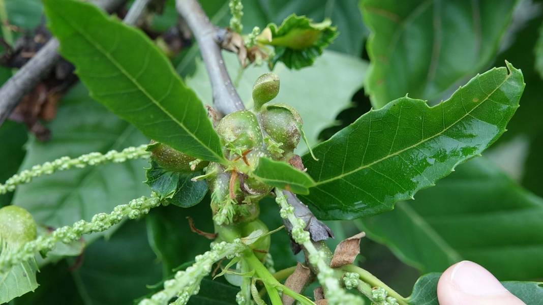 Karadeniz'de 'katil arı' alarmı: İki yılda ormanları istila etti! 14
