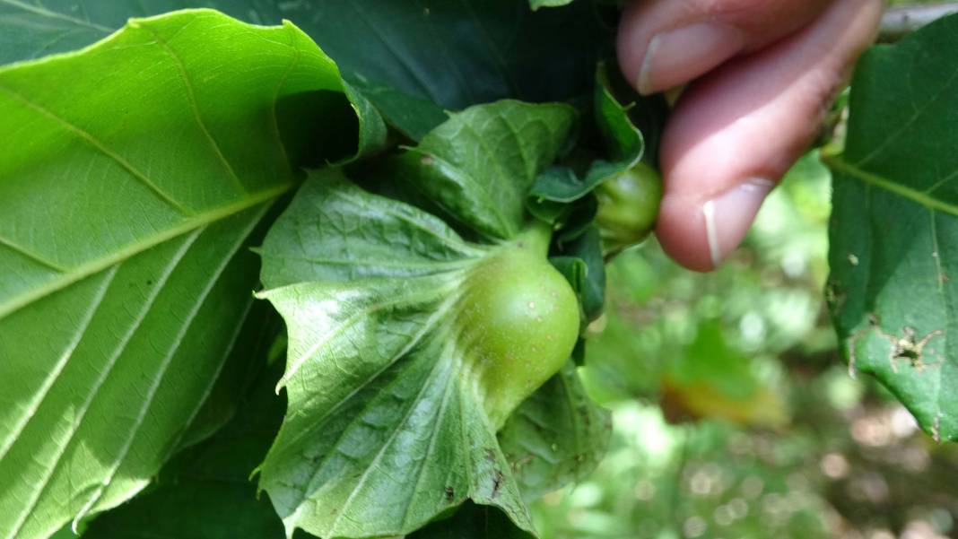 Karadeniz'de 'katil arı' alarmı: İki yılda ormanları istila etti! 6