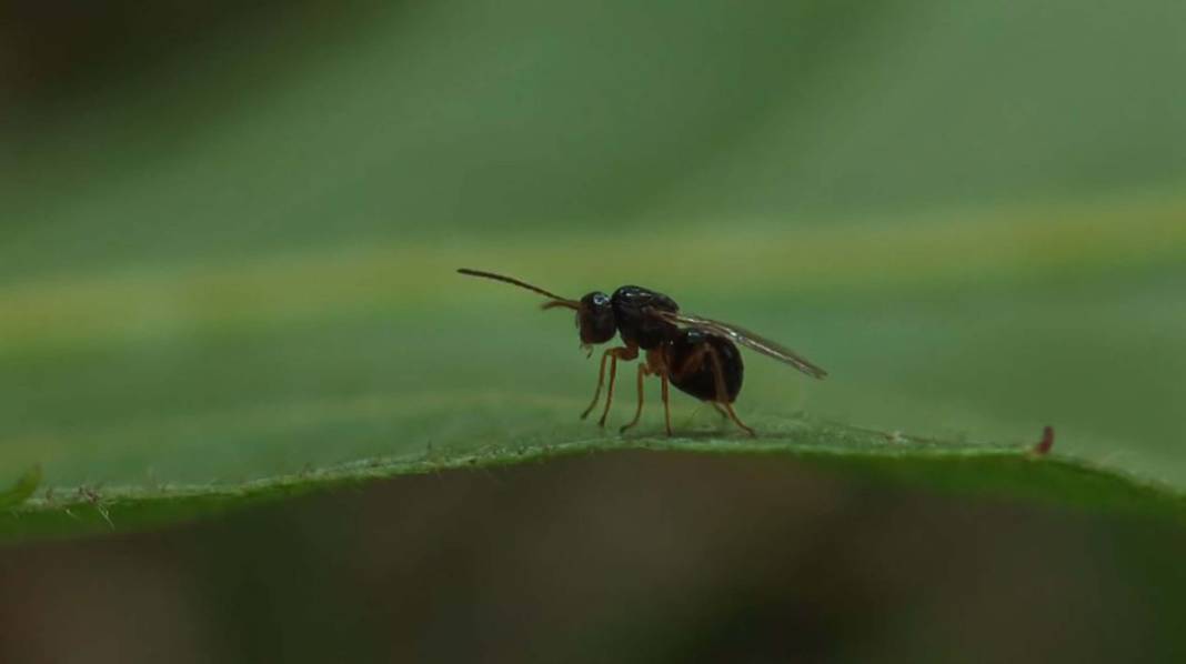 Karadeniz'de 'katil arı' alarmı: İki yılda ormanları istila etti! 4