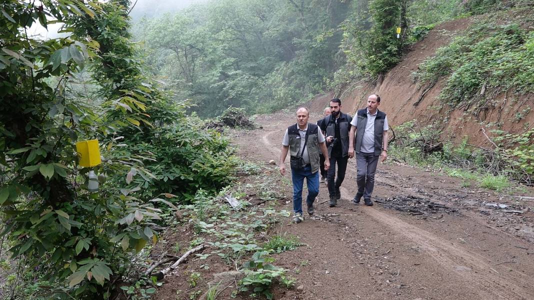 Karadeniz'de 'katil arı' alarmı: İki yılda ormanları istila etti! 11