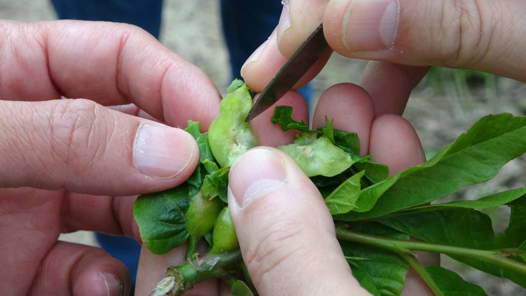 Karadeniz'de 'katil arı' alarmı: İki yılda ormanları istila etti! 5