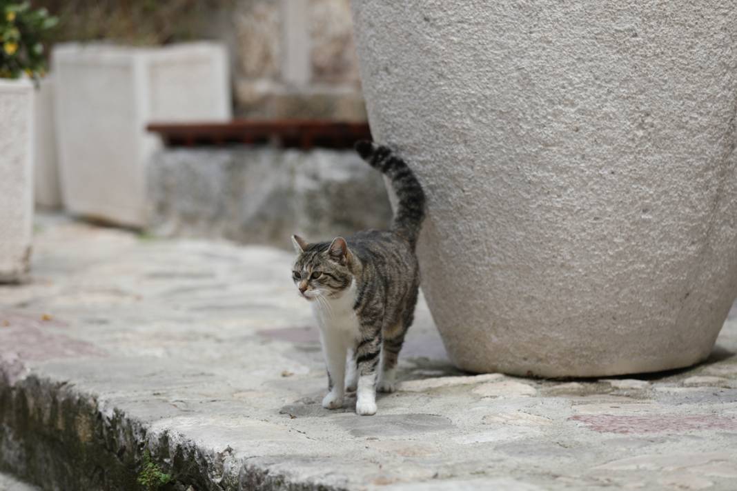 M.Ö. 168'de Roma İmparatorluğu tarafından kuruldu: Bu kenti kediler koruyor... 51