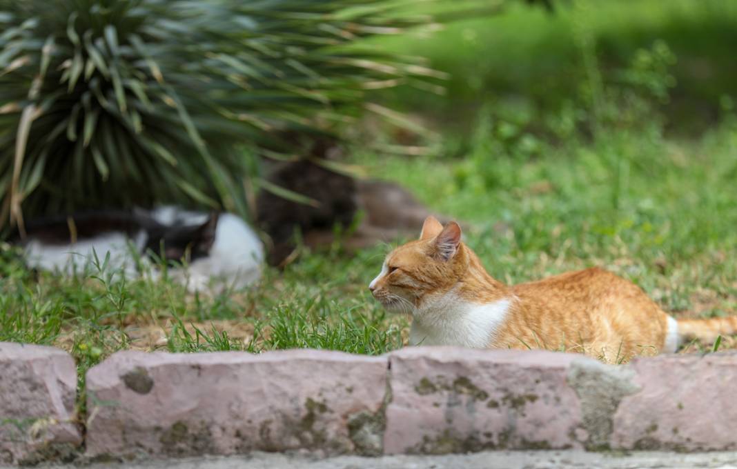 M.Ö. 168'de Roma İmparatorluğu tarafından kuruldu: Bu kenti kediler koruyor... 44