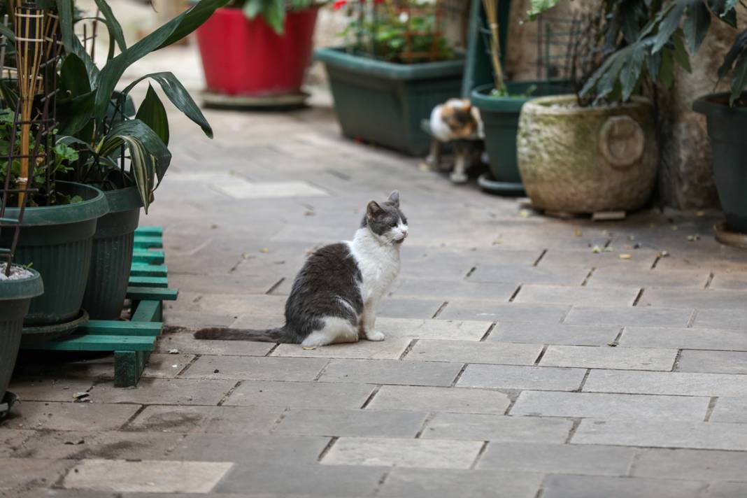 M.Ö. 168'de Roma İmparatorluğu tarafından kuruldu: Bu kenti kediler koruyor... 42