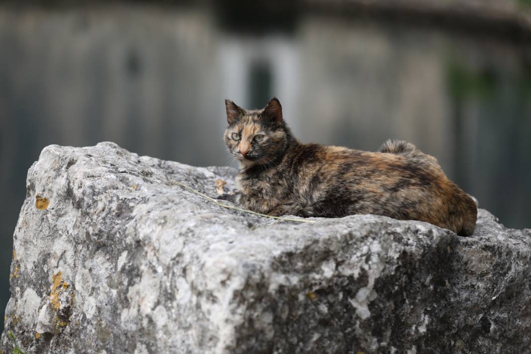 M.Ö. 168'de Roma İmparatorluğu tarafından kuruldu: Bu kenti kediler koruyor... 32