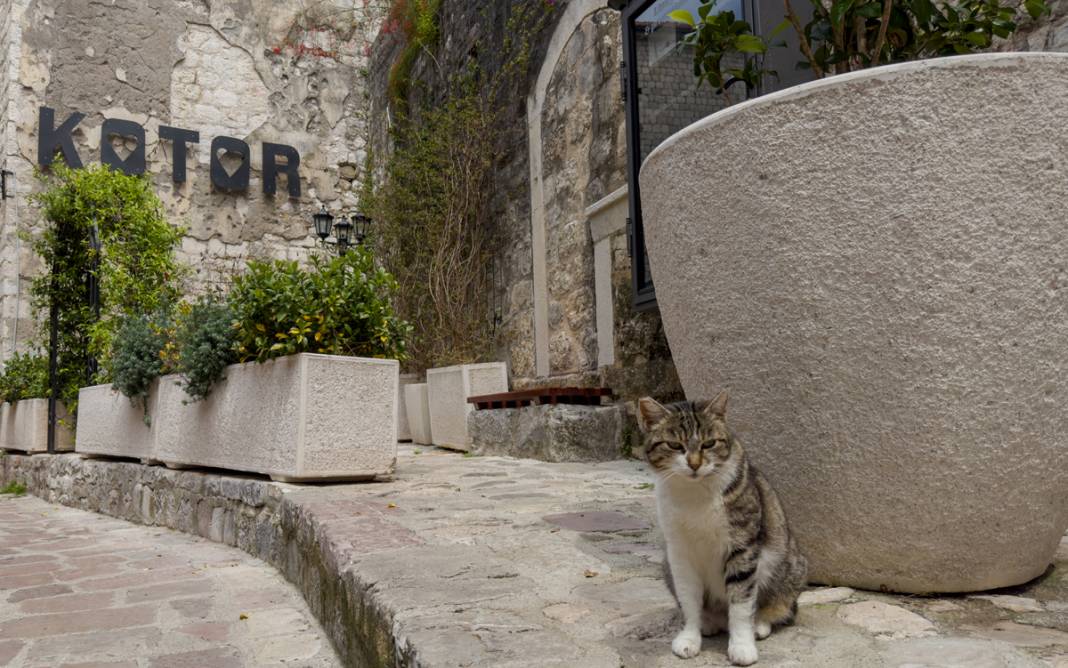 M.Ö. 168'de Roma İmparatorluğu tarafından kuruldu: Bu kenti kediler koruyor... 19