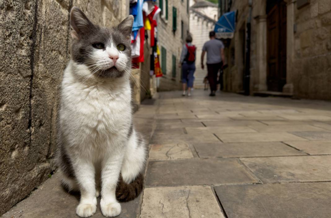 M.Ö. 168'de Roma İmparatorluğu tarafından kuruldu: Bu kenti kediler koruyor... 3