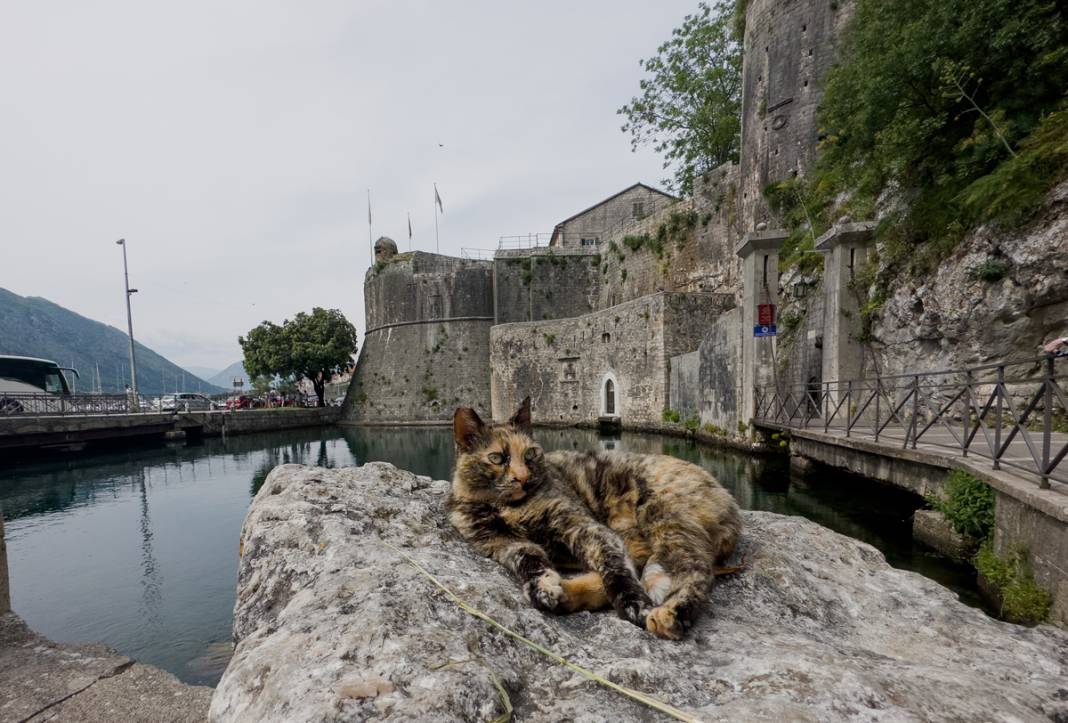 M.Ö. 168'de Roma İmparatorluğu tarafından kuruldu: Bu kenti kediler koruyor... 1