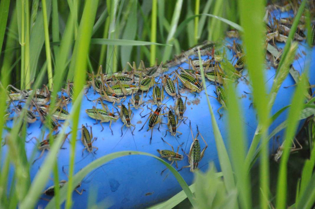 Bu köyde yaşayanlar ne kapı ne de pencere açabiliyor! 1