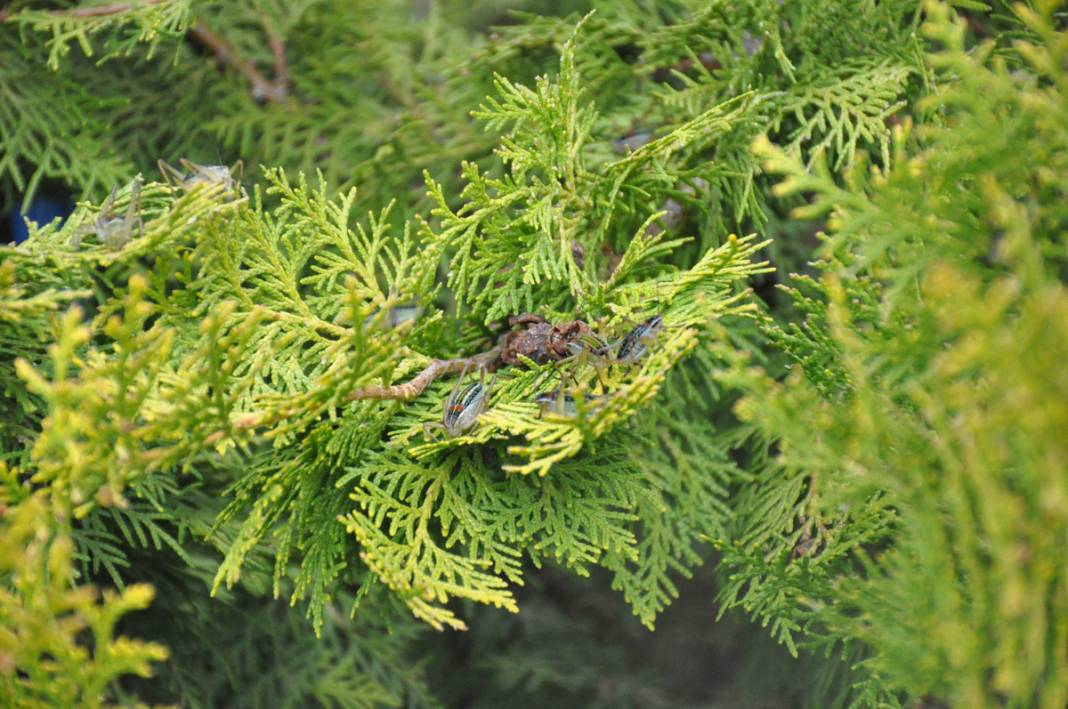 Bu köyde yaşayanlar ne kapı ne de pencere açabiliyor! 10