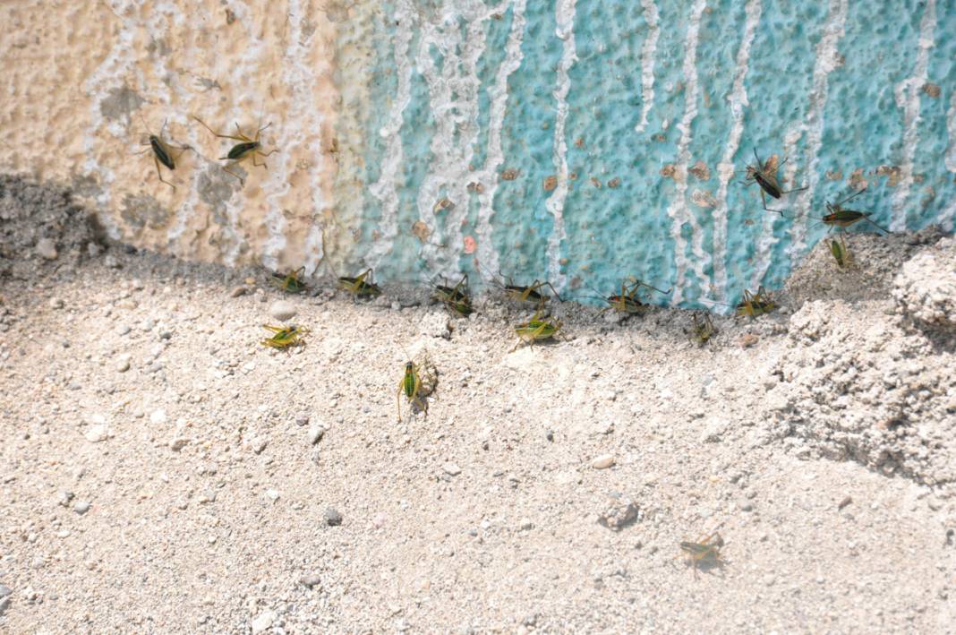 Bu köyde yaşayanlar ne kapı ne de pencere açabiliyor! 8