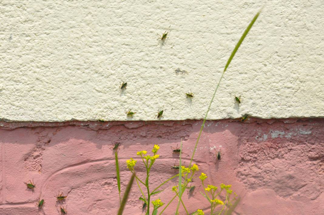 Bu köyde yaşayanlar ne kapı ne de pencere açabiliyor! 7