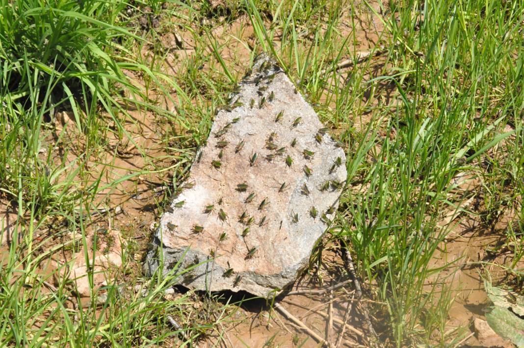 Bu köyde yaşayanlar ne kapı ne de pencere açabiliyor! 9