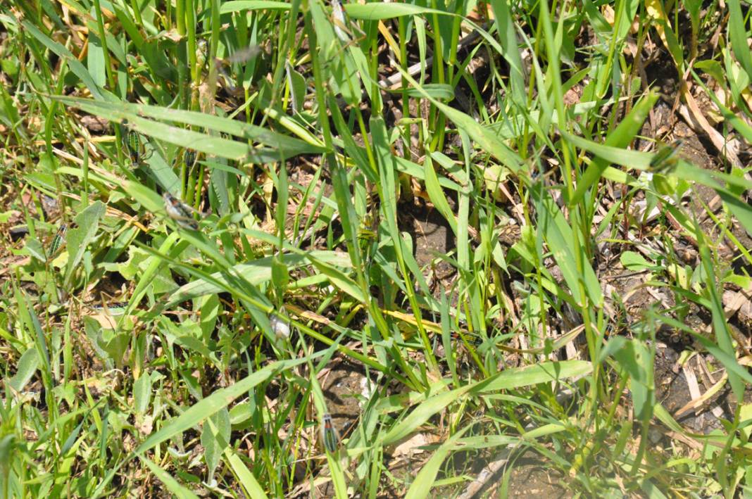 Bu köyde yaşayanlar ne kapı ne de pencere açabiliyor! 4