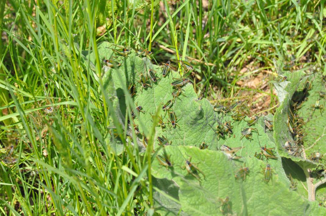 Bu köyde yaşayanlar ne kapı ne de pencere açabiliyor! 6