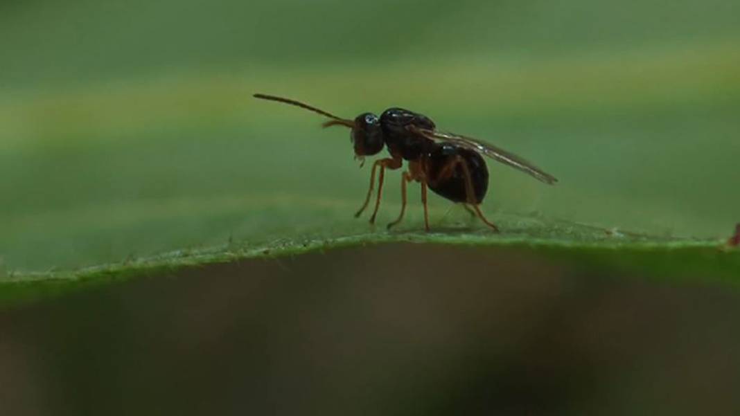 Karadeniz'de 'katil arı' alarmı: İki yılda ormanları istila etti! 7