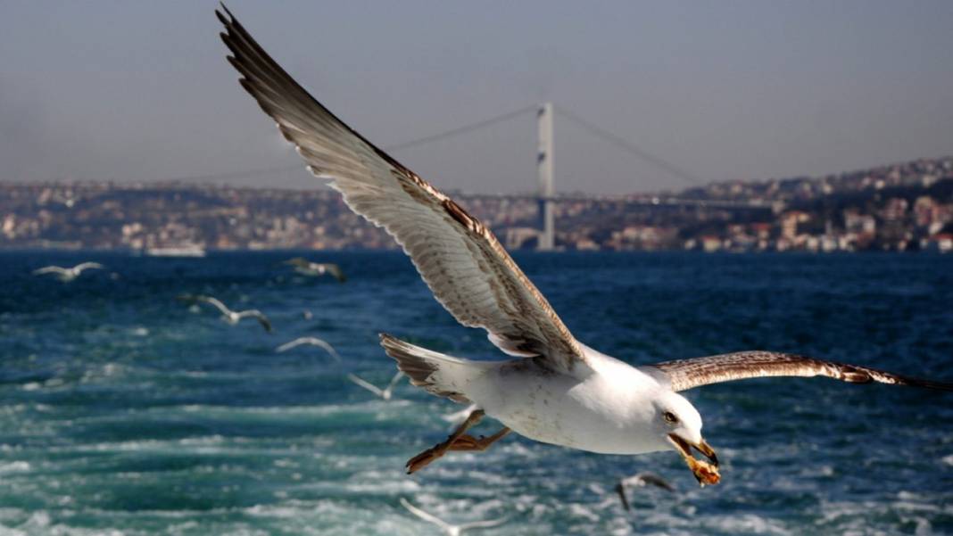 Karadeniz’i saran canavar! Kuş, kedi, fare bırakmadı, istila büyüdü 10