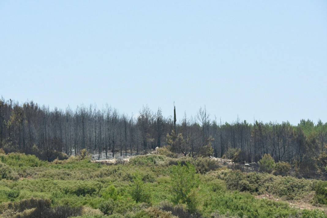 İzmir'de 390 hektar alan artık yok: Yeşili siyaha büründüren felaket 15