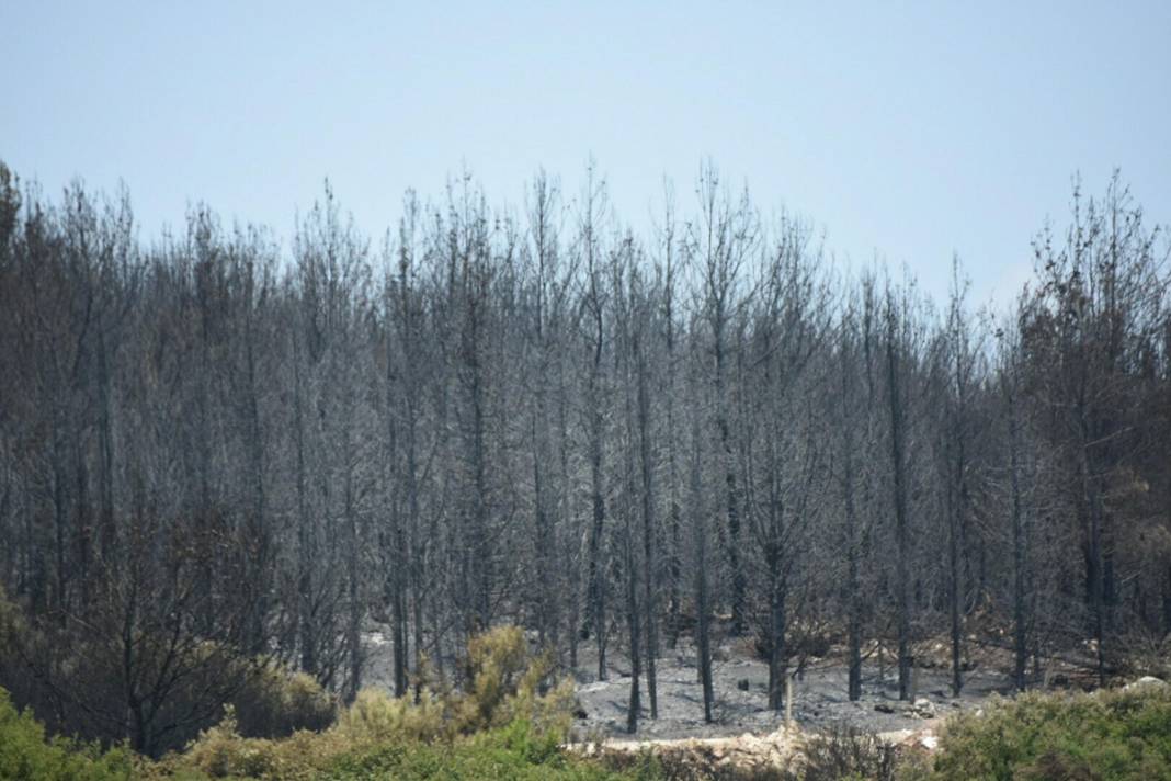 İzmir'de 390 hektar alan artık yok: Yeşili siyaha büründüren felaket 14