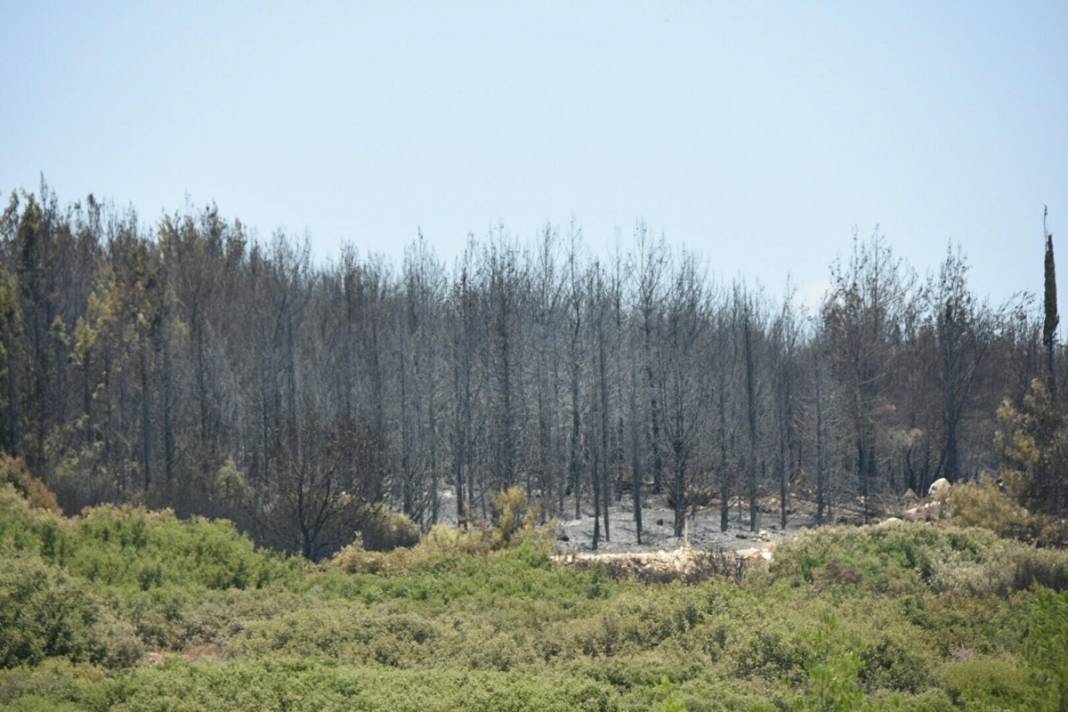 İzmir'de 390 hektar alan artık yok: Yeşili siyaha büründüren felaket 13