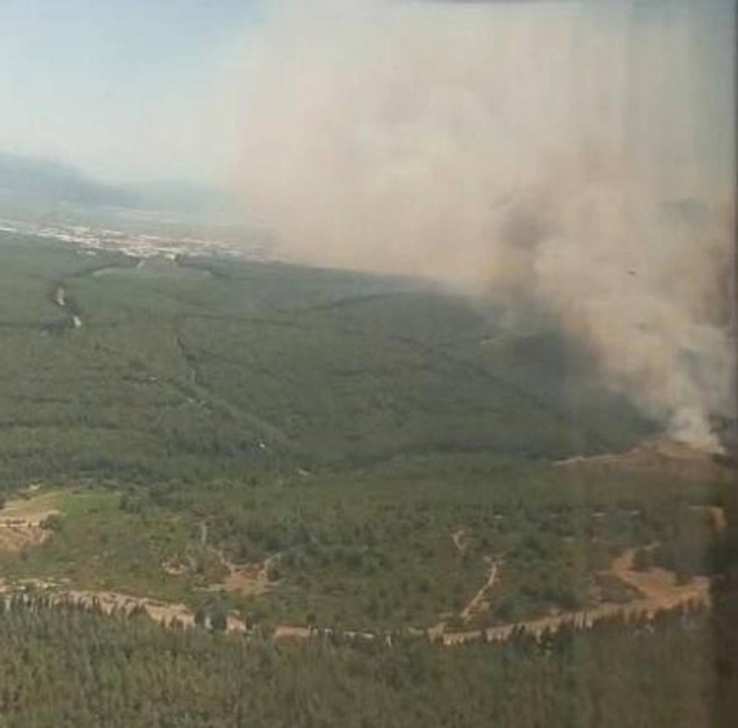 İzmir'de 390 hektar alan artık yok: Yeşili siyaha büründüren felaket 16