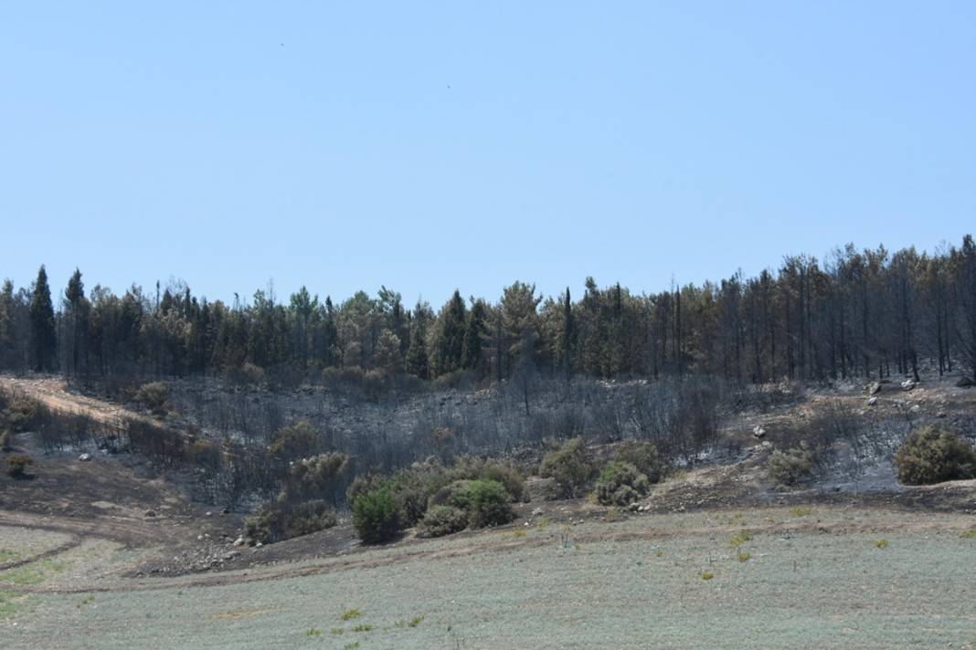 İzmir'de 390 hektar alan artık yok: Yeşili siyaha büründüren felaket 6