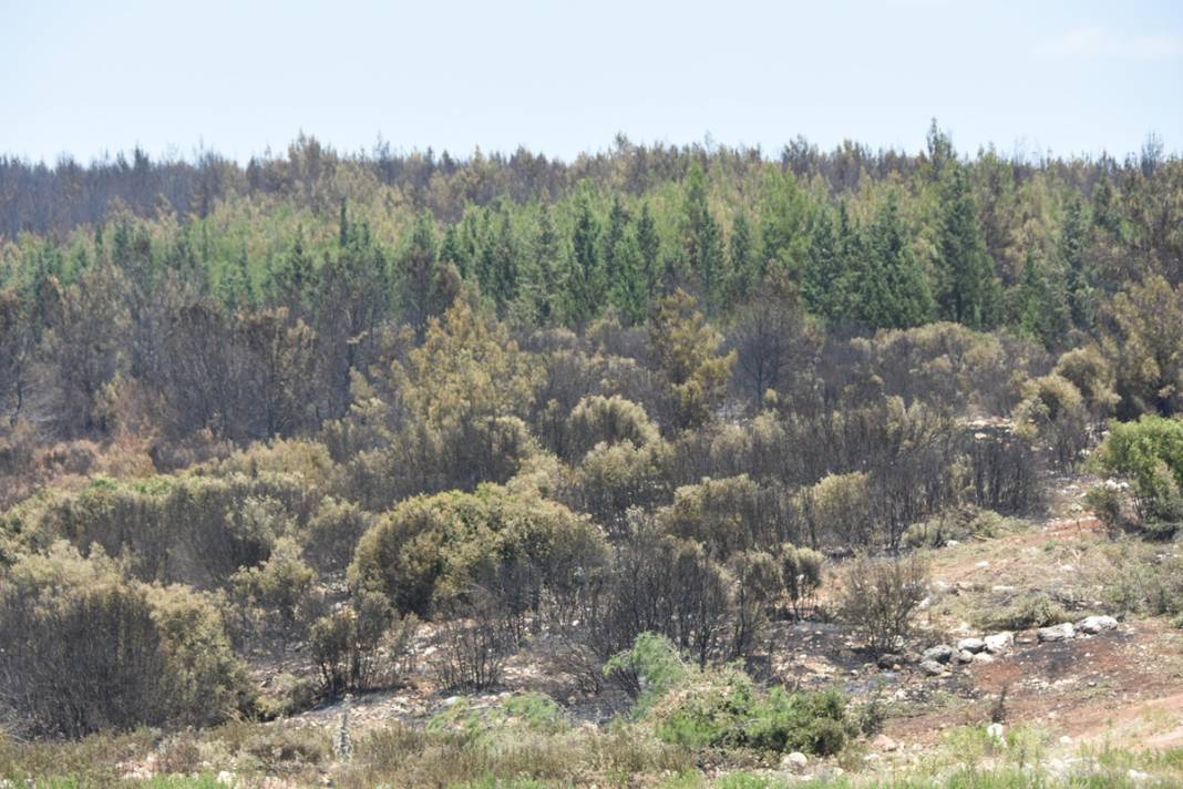 İzmir'de 390 hektar alan artık yok: Yeşili siyaha büründüren felaket 2