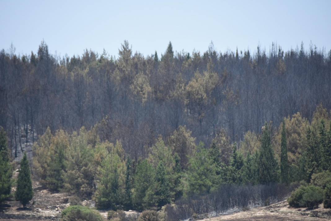 İzmir'de 390 hektar alan artık yok: Yeşili siyaha büründüren felaket 3