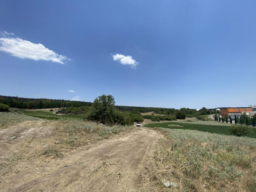 İzmir'de 390 hektar alan artık yok: Yeşili siyaha büründüren felaket 1