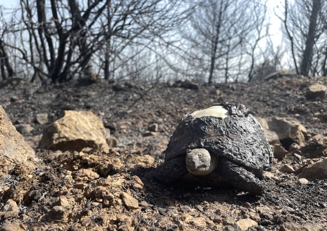 Kınık'taki görüntüler yürekleri burktu: Yangının bilançosu ortaya çıktı 2